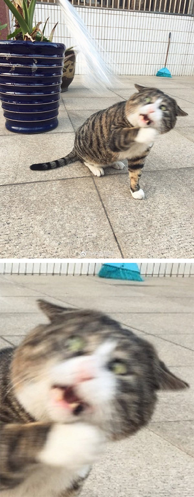 护驾护驾!