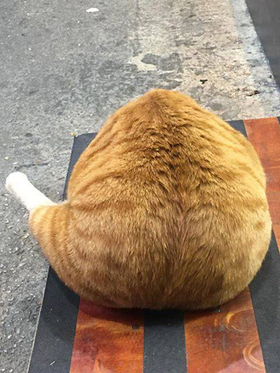 还是德克士脆皮手枪腿?