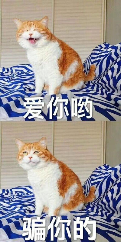 肥成这样,爱我我还不要