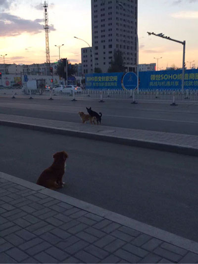 夕阳西下，断肠人在天涯