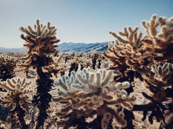  ֲһȽ Cactus under the Scorching SuniPhone XS Max