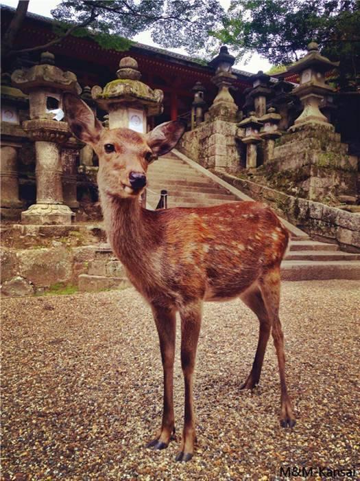 《阴阳师》中这些SSR的真身在日本哪里？