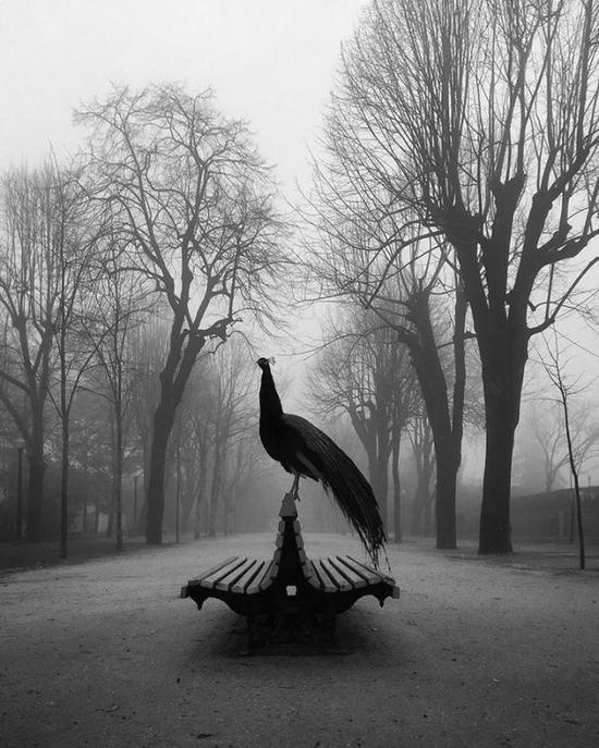  һȽ The Proud PeacockDiogo LageiPhone SE