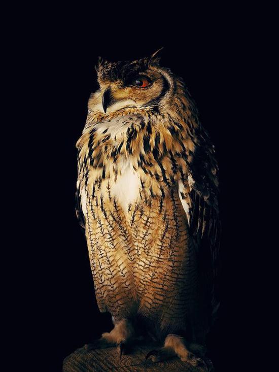  Ƚ OwlYoichi SatoiPhone X