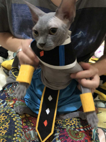 猫主子化身《龙珠》破坏神 还原COS比鲁斯
