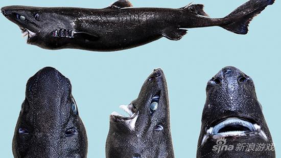 深海舰队入侵!新物种鲨鱼酷似舰娘中深海舰队