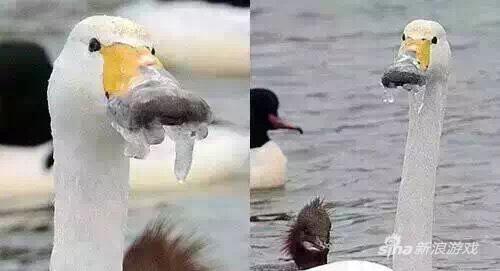 我有姿势我自豪每日囧吐槽:毕竟热闹是他们的_雷人囧图_新浪游戏_新浪网