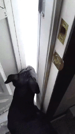 250_446 竖版 竖屏 gif 动态图 动图