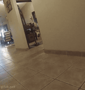 壁纸 地板 338_358 gif 动态图 动图