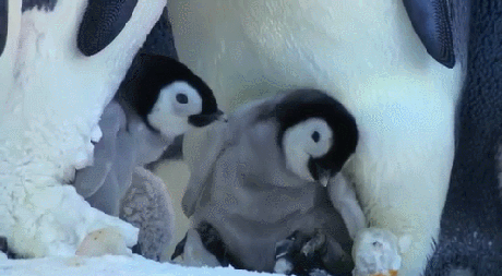 460_253gif 动态图 动图