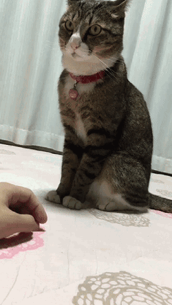 壁纸 动物 猫 猫咪 小猫 桌面 250_444 竖版 竖屏 手机 gif 动态图 动