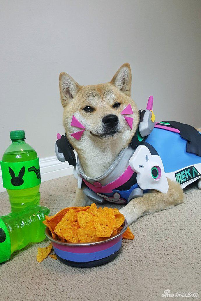 柴犬cos D.VA