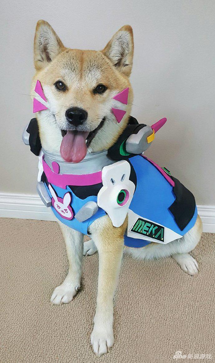 柴犬cos D.VA