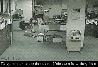 因为他们能预知地震
