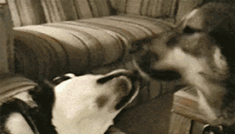 我有姿势我自豪每日囧吐槽为什么不买iphone7