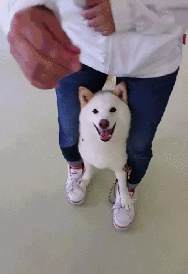壁纸 动物 狗 狗狗 275_400 竖版 竖屏 手机 gif 动态图 动图