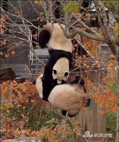 熊猫捞月