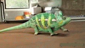 300_170gif 动态图 动图