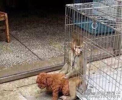 泰迪:我只是想尝尝鲜罢了
