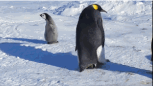 我有姿势我自豪每日囧吐槽:我会假装看风景