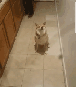 有人拍我,赶紧摆个酷酷的表情!