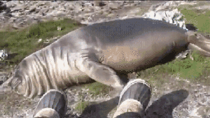 看我的死亡翻滚……要死要死要死要死!