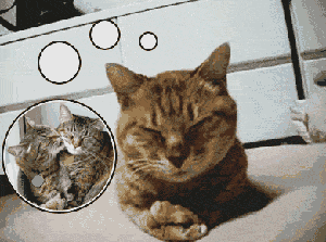 壁纸 动物 猫 猫咪 小猫 桌面 300_223 gif 动态图 动图