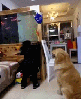 这是哪个奥特曼？