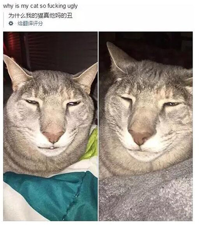 这可是狮子的面相啊