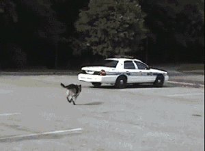 快开车,顾不得解释了!