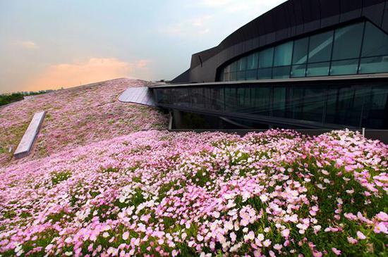 巨人园区空中花海