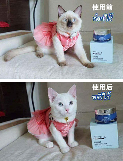 这是猫种歧视!