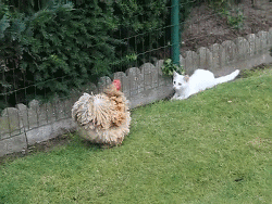 鸡：“我要生气了！”
