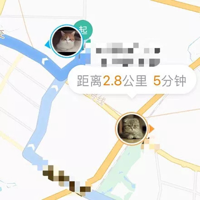 两只猫跨城会晤