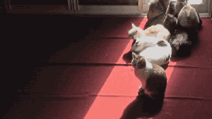 猫有向光性
