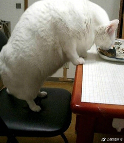 猫：我能怎么办？我也很想少吃两口呀