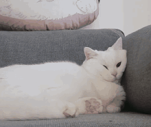 你还年轻,不要碰猫