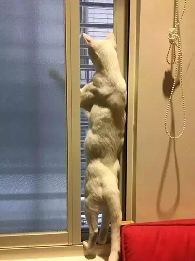 你看看人家!(指着橘猫
