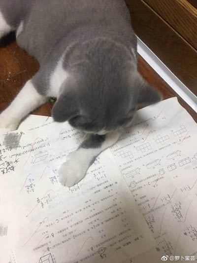 唔,我看看,你这次考得不错
