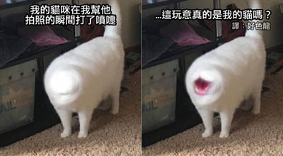 这是猫???