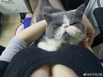 啊,一奶子猫毛