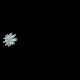 孢子-小野菊