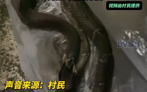 毛骨悚然！广东一村2个月现6毒蛇被叫蛇村