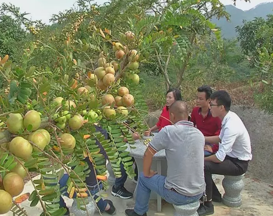 揭阳云落镇后陂村吸引许多游客