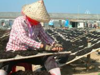 汕头紫菜出口量占全省80%以上 去年出口量额双增