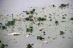 肇庆：河涌污染导致鱼虾死亡 环保局介入调查
