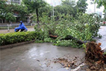 广东：台风过后 灾后复产有序开展