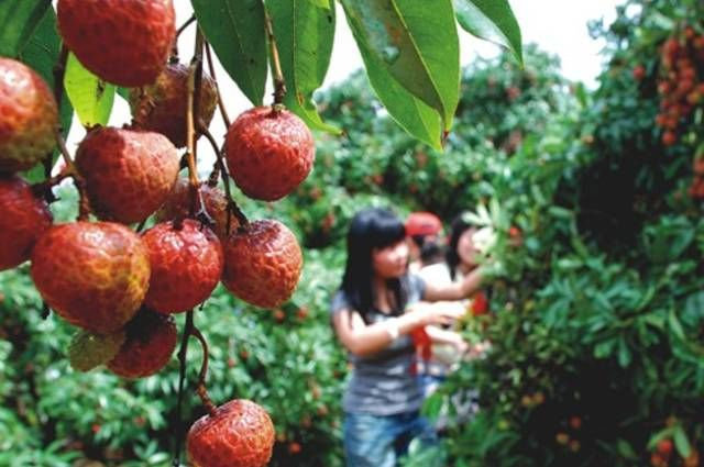 今年雷岭荔枝产量仅为去年一成