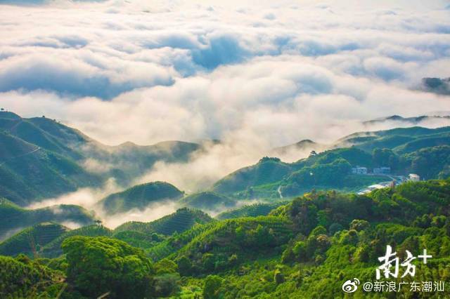 潮州凤凰茶园被评为“中国美丽茶园”