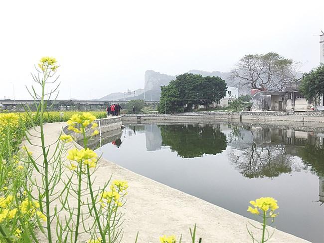 澄海区隆都镇百亩油菜花田迎春盛开